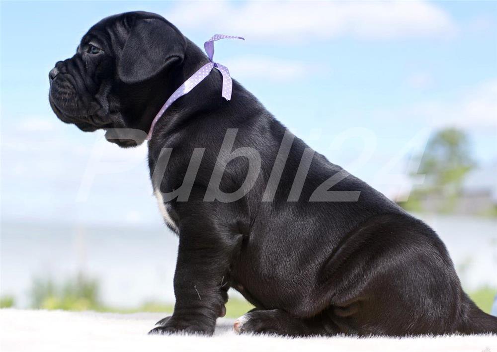 Cane Corso Genetic Pur Factura Fiscala Garantie Transport In Tara