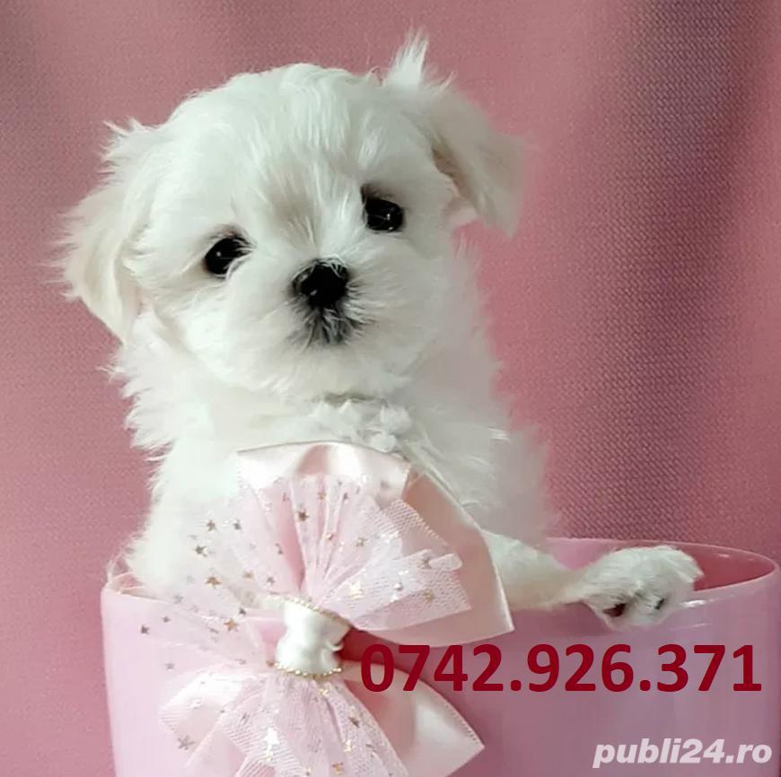 Bichon Maltez Mini Toy Parinti De Exceptie Arbitrati In Competitii