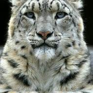 Cristian-Florin Boamba