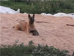 Mihăilă George Daniel 