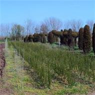 Pepiniera Dancusilva