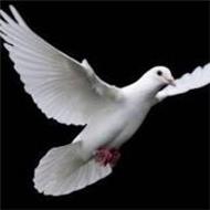 Corina Gligor Parasca