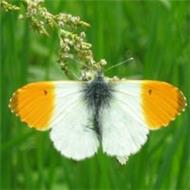 Ioana Emilia Oros Vancea