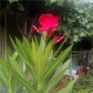 Socol-Dima Elena Carmen