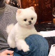 Pomeranian Boo puppy toy