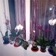 Nicusor Adrian Stefan