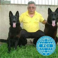 vand pui westy din parinti de exceptie 2 luni vacc