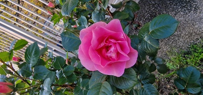 Aksoy Elisabeta