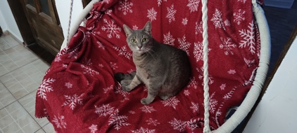 Oglavie Livia Mihaela 