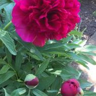 Cristina Natalia Bica