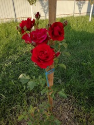 Iuliana Carmen Stanca