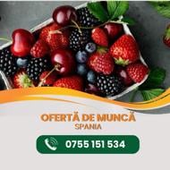 FRUTAS MARIPI S.L