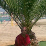 Octav D