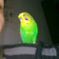 Covrigarie, Patiserie