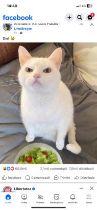 Stefania Nicoleta Paun