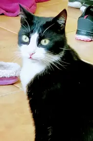 Robertino