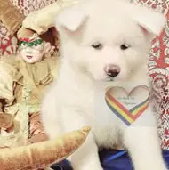 Green Palace Animal Resort 