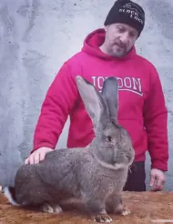 Vali Iepuri de rasă uriaș 