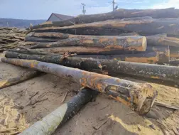 Roman Ilie Sebastian