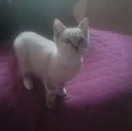 Adytzu Frumuselu Adytzu Frumuselu