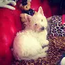 Cezar