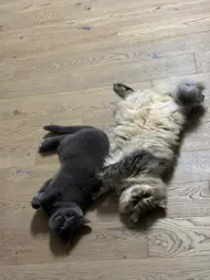 TUTURAS-RIMAWI SAMIRA-SARA