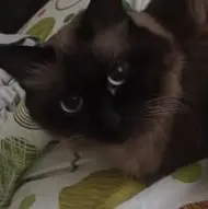 Petcu Maria- Elisabeta