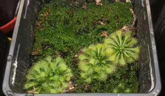 Macovei Vasile Catalin