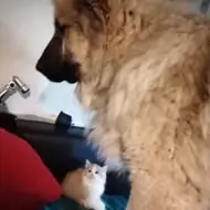 Mirela Dragomir-Dries