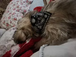 Erika Emese Gyulai Gyulai