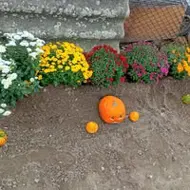 Moț Mihaela Gabriela