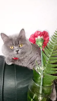 Albu Alexandra-Claudia