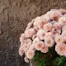 Ovidiu