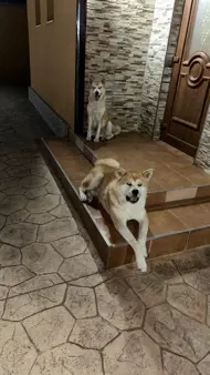 Akita inu japonez