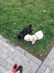 Erika Emese Gyulai Gyulai