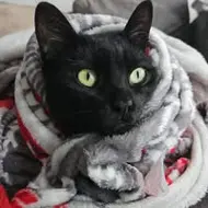 Tercu George Cristian