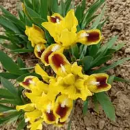 NICOLETA FILIP ROIBAN