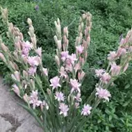 marinbaboi@gmail.com