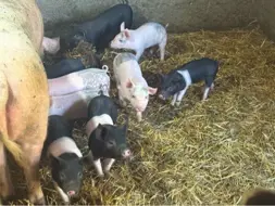 Marcu Constantin Paul