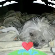 silver construct team