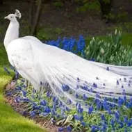 Constantinescu Leonard