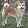 Bogdan