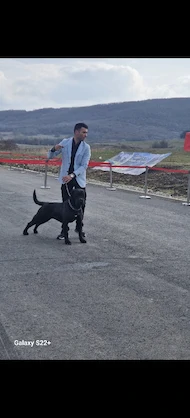 Cane corso Buzău g.b