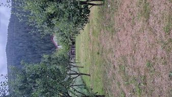 Nelu