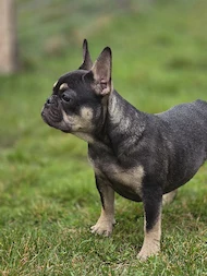 bulldog francez
