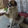 Gica
