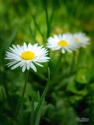 Tamirsi Teodora