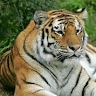 Florin