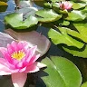 Camelia