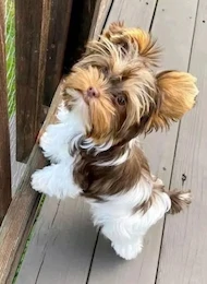 Minni Minnie 
